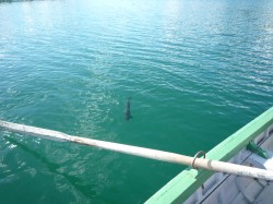 COMING TO THE SKIFF - LAKE YELCHO