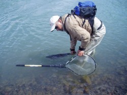 RELEASING A STEELHEAD AT THE ESTUARY