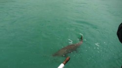 CHINOOK COMING TO SKIFF