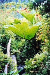 TEMPORATE RAIN FOREST WITH MAGNIFICIENT FLORA