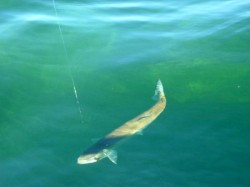 RAINBOW TO THE SKIFF  -- LAKE YELCHO