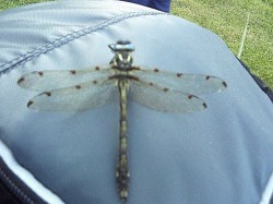 DRAGON FLY -- THE REAL THING