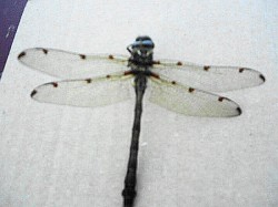 DRAGON FLY -- THE REAL THING