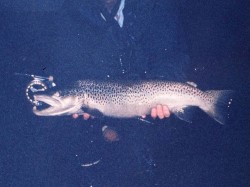  LARGE TROPHY BROWN -- RIO YELCHO