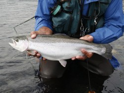 SMALL STEELHEAD -- RIO BLANCO ESTUARY  -- 06