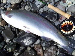 STEELHEAD -- RIO BLANCO ESTUARY -- 07