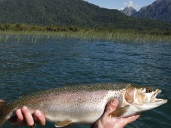 AVERAGE/SMALL RAINBOW -- LAKE YELCHO