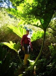 GIGANTIC NALCA ON TREK TO YELCHO GLACIER