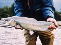 TROPHY RAINBOW (POST SPAWN) -- YELCHO RIVER 