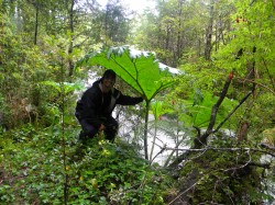 GIANT NALCA -- NATURE'S UMBRELLA