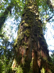 PUMALIN PARK (NORTH) GIANT ALERCE TREES