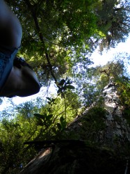 PUMALIN PARK (NORTH) - GIANT ALERCE TREES