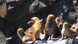 SEA LIONS