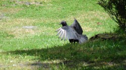 JOTE-SMALLER RELATIVE TO CONDOR