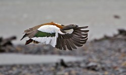 BEAUTIFUL CHILEAN GOOSE IN FLIGHT