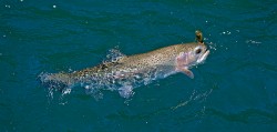 NICE RAINBOW ON DRAGON FLY-LAKE YELCHO