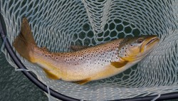 AVERAGE BROWN - LAKE YELCHO