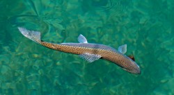 AVERAGE RAINBOW-LAKE YELCHO