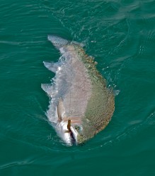 TROPHY (17 LB) RAINBOW-LAKE YELCHO COMING TO NET