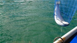 TROPHY RAINBOW ON THE DRY, IN THE NET