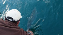 29.9 WORLD RECORD WEIGHT RAINBOW BEING RELEASED- LAGO YELCHO