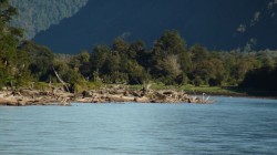 TREE TRUNKS ON YELCHO RIVER=BIG BROWNS