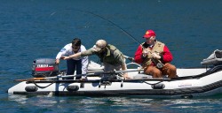 SWIMS WITH RAINBOWS (CAPTAIN BILL CURTIS)BRINGING TROUT TO THE BOAT