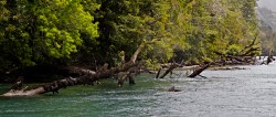 TREE TRUNKS ON YELCHO RIVER=BIG BROWNS