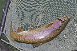NICE RAINBOW SAFELY IN THE NET