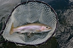 AVERAGE RAINBOW IN THE NET-LAKE YELCHO