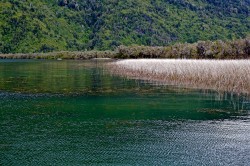 REEDS AND UNDERWATER VEGETATION-DRY FLY FISHING CENTRAL