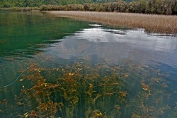 REEDS AND UNDERWATER VEGETATION-DRY FLY FISHING CENTRAL