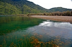 REEDS AND UNDERWATER VEGETATION-DRY FLY FISHING CENTRAL-GOOD CAST
