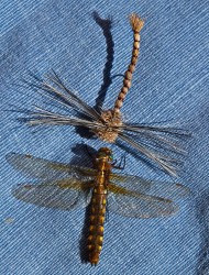 DRAGON FLY MEETS DRAGON FLY