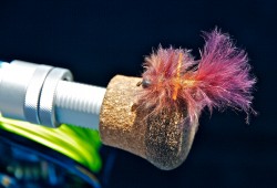 PANCORA CRAB WHICH HAS BLEACHED OUT SOME