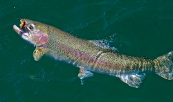 SALMON FLY-NICE RAINBOW