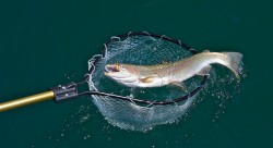 RAINBOWS LIKE SALMON FLIES