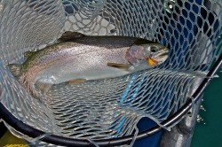 RAINBOWS LOVE SALMON FLIES