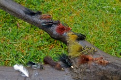 ASSORTED WET FLIES FOR THE YELCHO RIVER