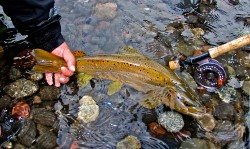 NICE BROWN ON YELCHO RIVER