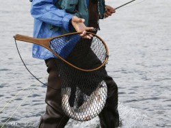 STEELHEAD SAFELY IN THE NET AT THE RIO BLANCO ESTUARY